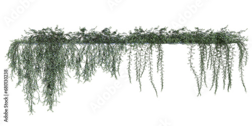 3d illustration of Creeping Rosemary hanging isolated on transparent background
