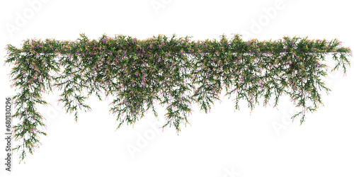 3d illustration of Hardenbergia Violacea hanging isolated on transparent background