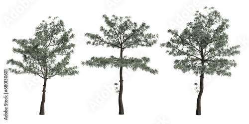 3d illustration of set Alstonia scholaris tree isolated on transparent background photo