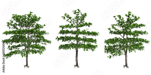 3d illustration of set Terminalia catappa tree isolated on transparent background