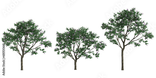 3d illustration of set Lagerstroemia speciosa tree isolated on transparent background photo