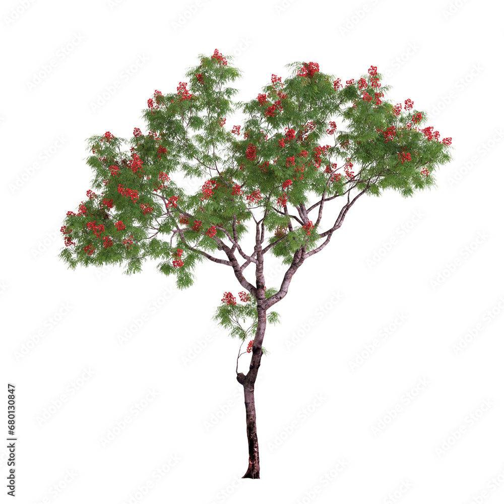 3d illustration of Framboyant, Dolonix regia tree isolated on transparent background