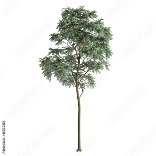 3d illustration of Chukrasia tabularis tree isolated on transparent background