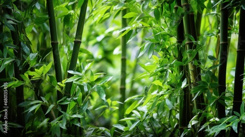 Bamboo forest UHD wallpaper
