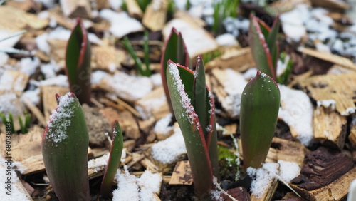 The tips of the pointed leaves of tulips delicately  covered with snow. Emerging tulips at the turn of winter and spring