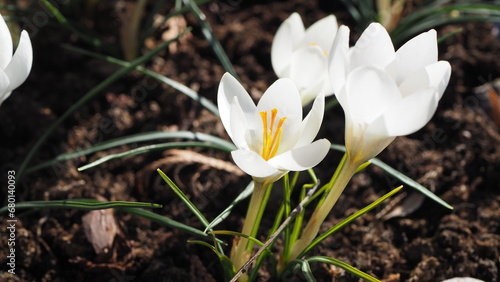 white crocus flowers, blooming white crocuses, symbol of spring