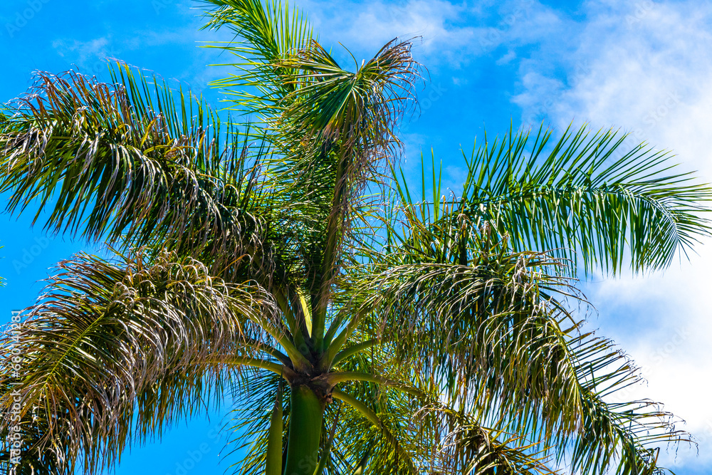 Tropical natural palm tree palms blue sky in Mexico. Tropical natural palm tree palms blue sky in Mexico.