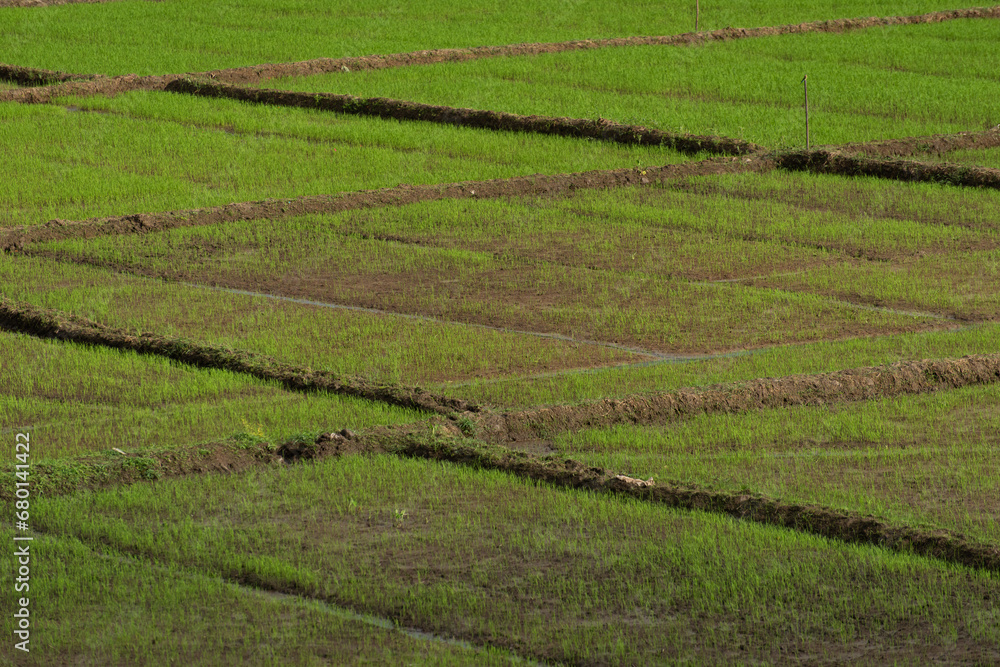 View of a cultivated paddy field
