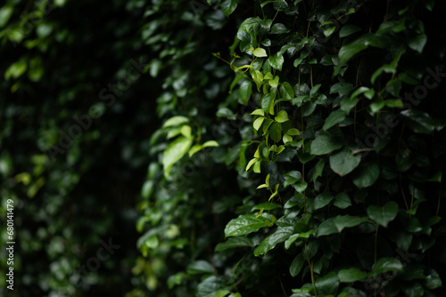 Natural Beauty of green leaf plants in a garden