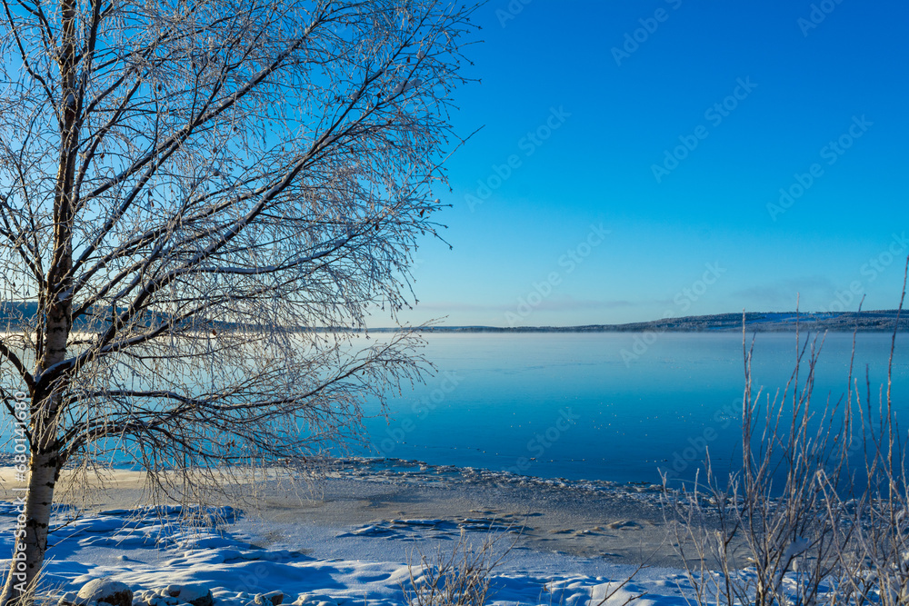 Idyllic winter landscape of trees next to a frozen lake