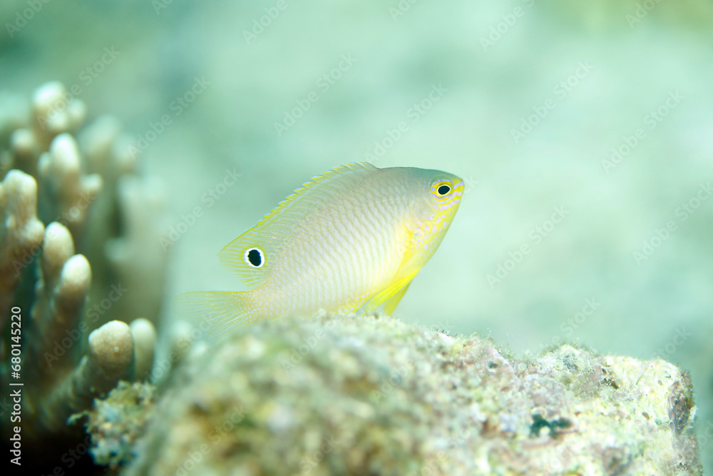 Princess Damsel (Pomacentrus vaiuli), aka Ocellate Damsel. Triton Bay, West Papua, Indonesia Princess Damsel (Pomacentrus vaiuli), aka Ocellate Damsel. Triton Bay, West Papua, Indonesia
