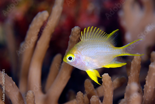 Photography Ternate Damsel (Amblyglyphidodon ternatensis) over Coral Reef