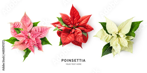 Pink red white poinsettia christmas star flower set isolated on white background.