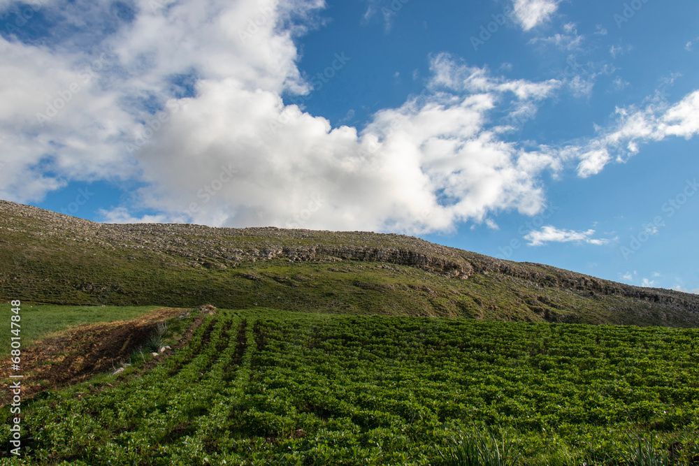 Green field of strawberries in the mountains with blue sky and white clouds in Bazina Joumine, Bizerte, Tunisia
