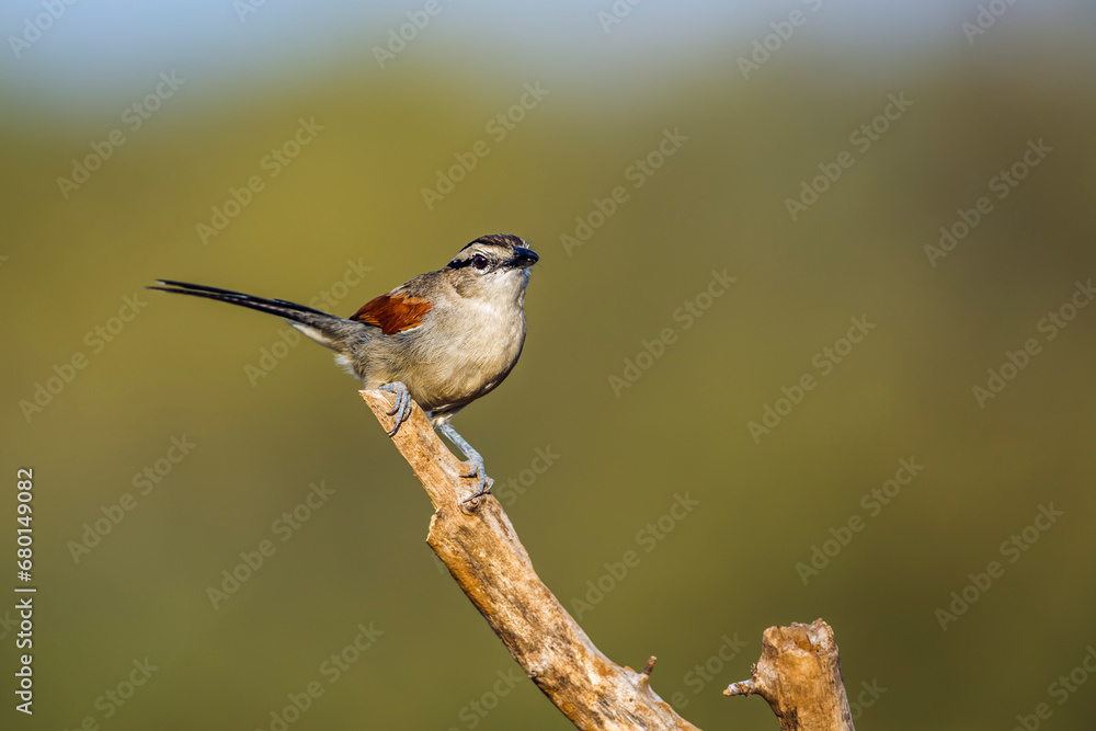 Brown-crowned Tchagra standing on a branch isolated in natural background in Kruger National park, South Africa ; Specie Tchagra australis family of Malaconotidae Brown-crowned Tchagra standing on a branch isolated in natural background in Kruger National park, South Africa ; Specie Tchagra australis family of Malaconotidae