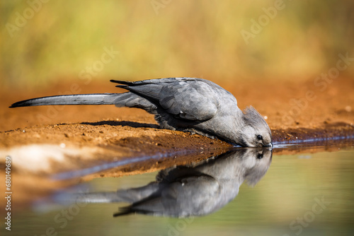 Grey go away bird drinking in waterhole with reflection in Kruger National park, South Africa ; Specie Corythaixoides concolor family of Musophagidae