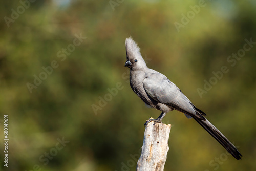 Grey go away bird standing on log isolated in natural background in Kruger National park  South Africa   Specie Corythaixoides concolor family of Musophagidae 