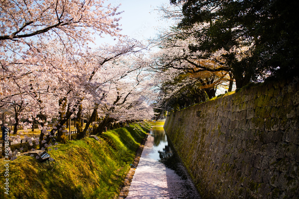 Kirschblütenbäume und japanisches Schloss in Kanazawa am Tag