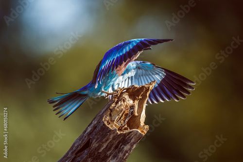 Lilac breasted roller landing on log with spread wings in Kruger National park, South Africa ; Specie Coracias caudatus family of Coraciidae