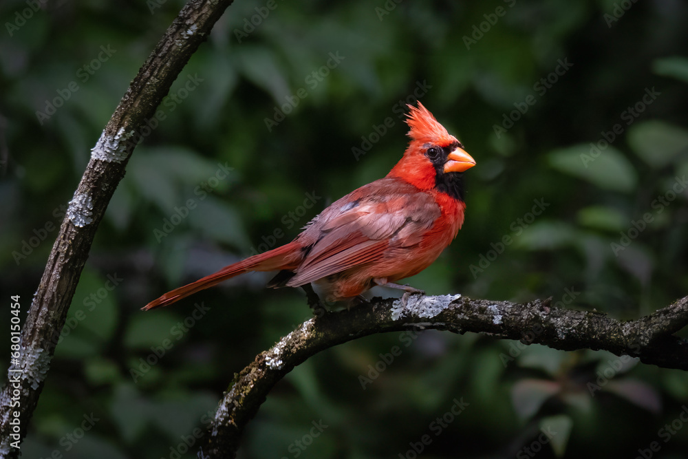 red cardinal on a branch red cardinal on a branch
