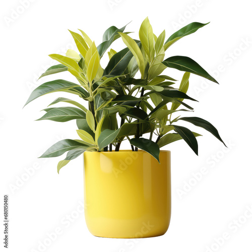 Decorative indoor plants in yellow pot on transparent background  © Muhammad