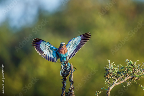 Lilac breasted roller landing on a log spread wings in Kruger National park, South Africa ; Specie Coracias caudatus family of Coraciidae