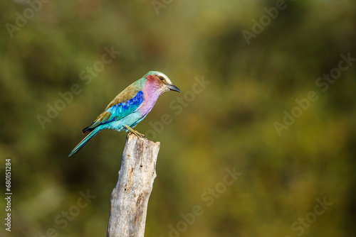 Lilac breasted roller standing on log isolated in natural background in Kruger National park, South Africa ; Specie Coracias caudatus family of Coraciidae