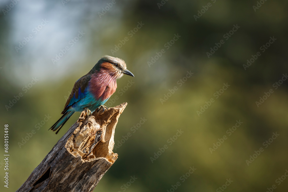 Lilac breasted roller standing on a log isolated in natural background in Kruger National park, South Africa ; Specie Coracias caudatus family of Coraciidae Lilac breasted roller standing on a log isolated in natural background in Kruger National park, South Africa ; Specie Coracias caudatus family of Coraciidae
