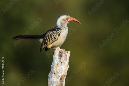 Southern Red billed Hornbill standing on a log isolated in natural background in Kruger National park, South Africa   Specie Tockus rufirostris family of Bucerotidae © PACO COMO
