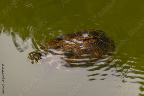 tartaruga na cidade de Vitória, Estado do Espirito Santo, Brasil
