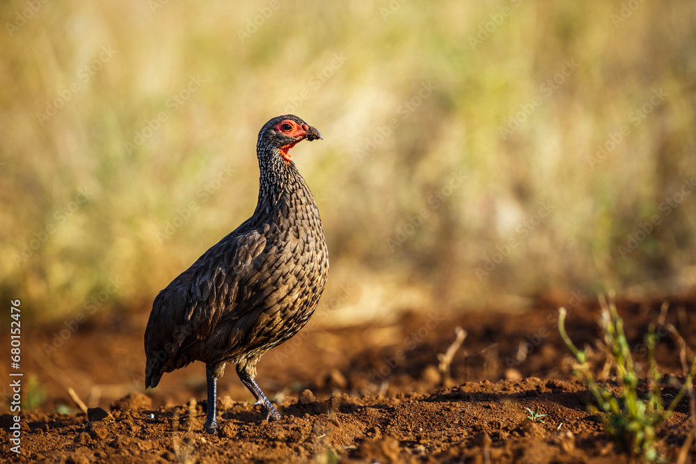 Swainson's Spurfowl walking isolated in blur background in Kruger National park, South Africa ; Specie Pternistis swainsonii family of Phasianidae Swainson's Spurfowl walking isolated in blur background in Kruger National park, South Africa ; Specie Pternistis swainsonii family of Phasianidae