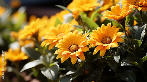 yellow flowers in the garden