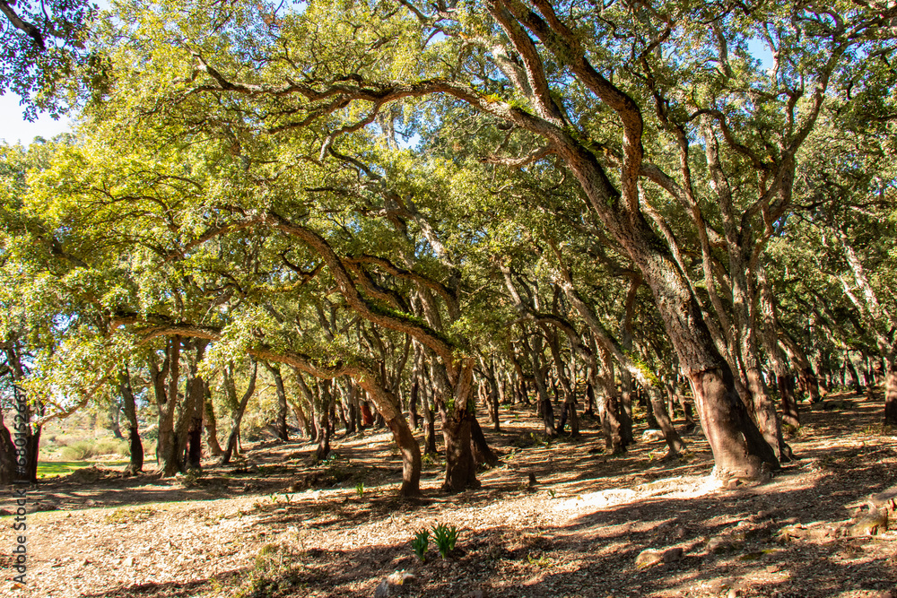 Old oak trees in a forest Beni Metir, Jendouba, Tunisia