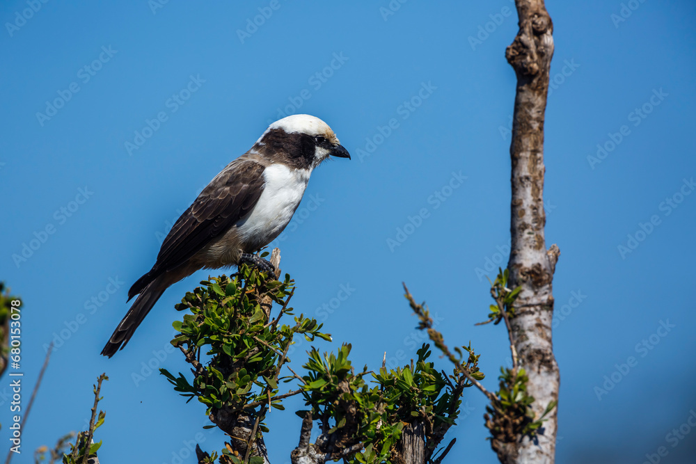 White crowned Shrike standing on a bush isolated in blue sky in Kruger National park, South Africa ; Specie Eurocephalus anguitimens family of Laniidae White crowned Shrike standing on a bush isolated in blue sky in Kruger National park, South Africa ; Specie Eurocephalus anguitimens family of Laniidae