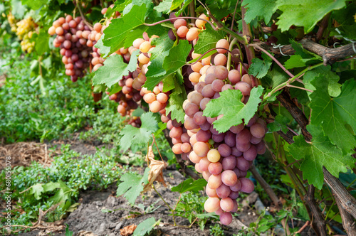 cluster of pink grape on the vine photo