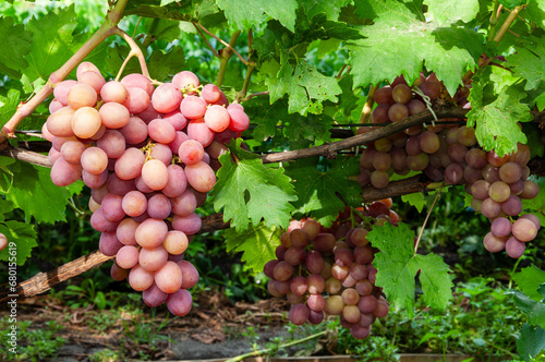 cluster of pink grape on the vine photo