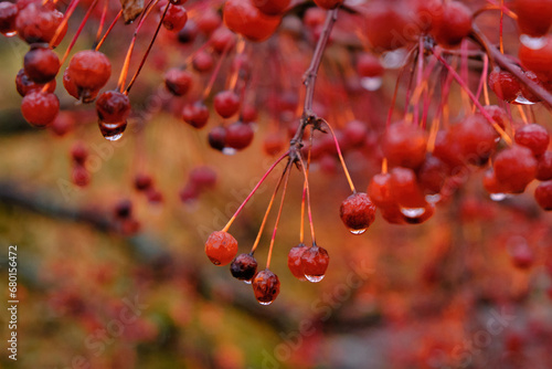 Autmn wild fruits after a fresh rain with wtaer droplets  photo