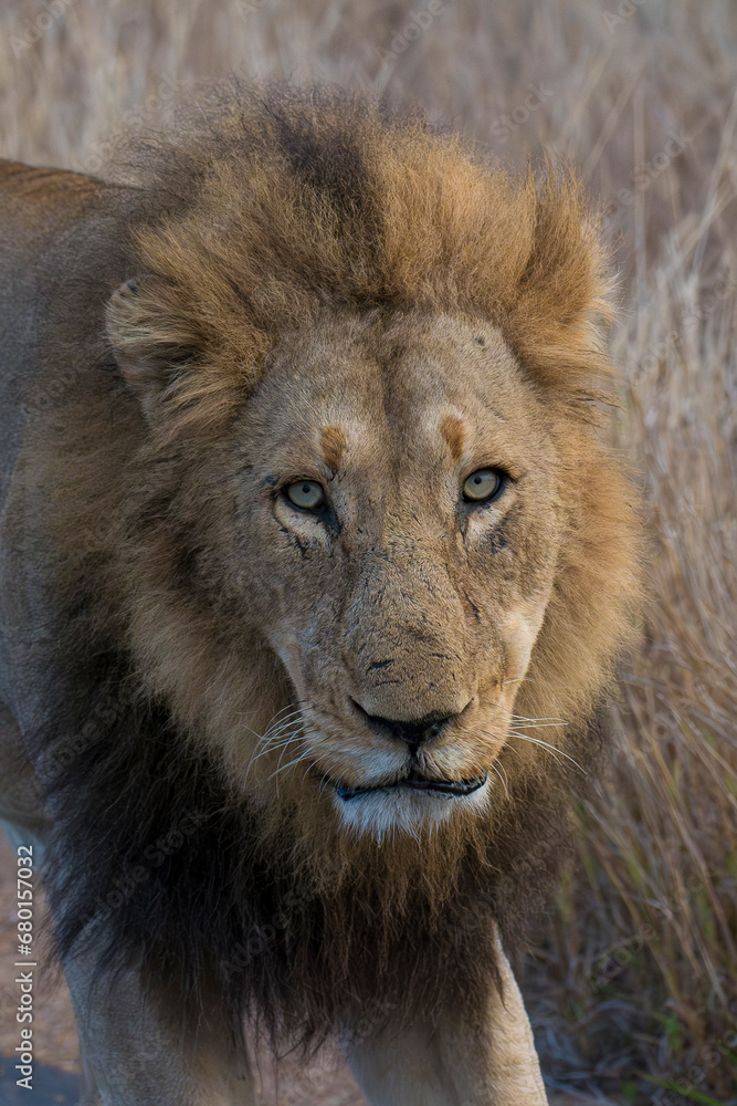 lion in the grass