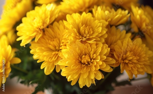 Yellow chrysanthemums in vase  closeup view. Springtime Concept with Copy Space. Mothers Day Concept.