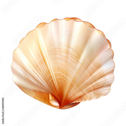 seashell isolated on transparent background