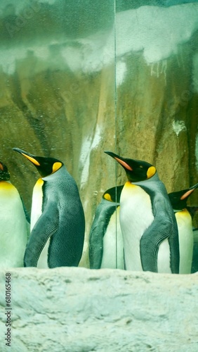  penguin in the taipei zoo ice