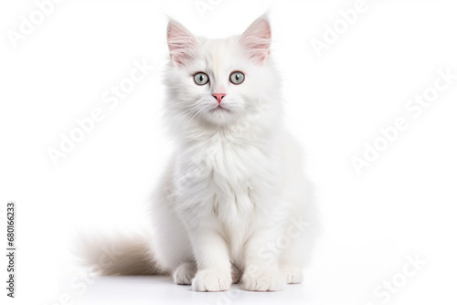 Kitten with blue eyes and white fur color against a white backdrop. © Nataliya