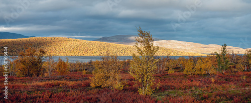 Vibrant autumn colors at the shores of Tornetr  sk Lake in Kiruna Region  Swedish Lapland