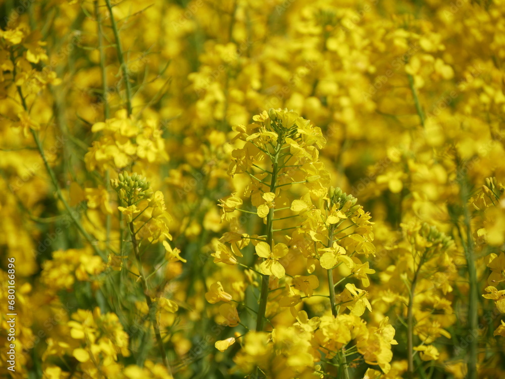 Close up of yellow flowers in rapeseed field in spring in France Close up of yellow flowers in rapeseed field in spring in France
