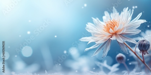 A close up of a white flower on a blue background. Copyspace, place for text, panoramic banner. Beautiful winter flowers.