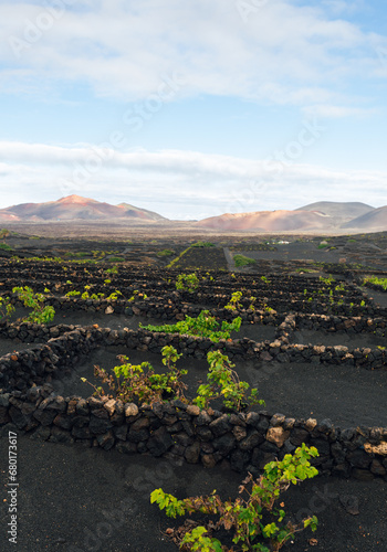 Volcanic vineyard of La geria region in Lanzarote - Canary Islands with black sand and green bush of vine with blue sky.