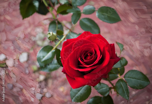 single red rose in minimal style