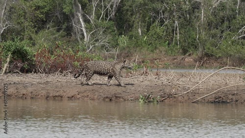 Jaguar, Panthera onca, a big solitary cat native to the Americas, hunting along the river banks of the Pantanl, the biggest swamp area of the world, near the Transpantaneira in Porto Jofre in Brazil. photo