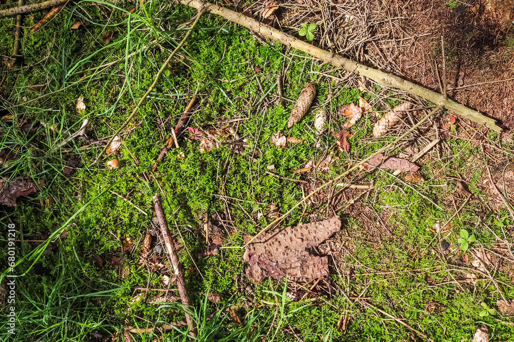 Detailed close up view on a forest ground texture with moss and branches Detailed close up view on a forest ground texture with moss and branches