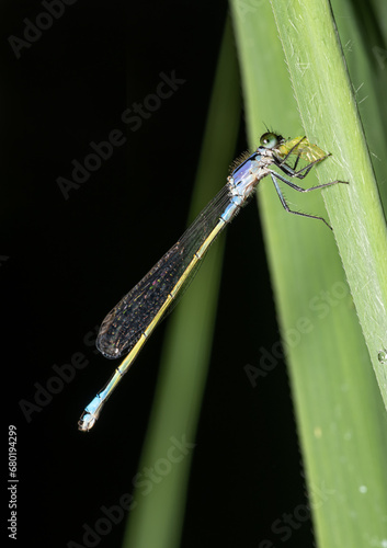 close-up view of a damselfly in natural environment. Sample of macrophotography. photo